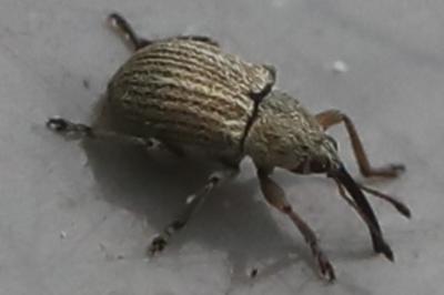 <i>Exapion</i>