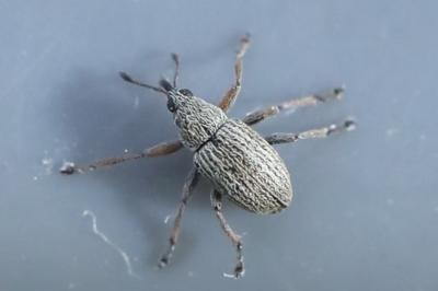 <i>Exapion</i>
