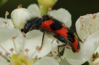 <i>Trichodes alvearius</i>