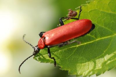 <i>Pyrochroa coccinea</i>