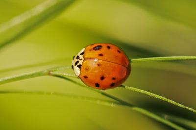 Harmonia axyridis