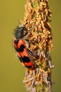 <i>Trichodes alvearius</i>
