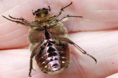 <i>Cetonia aurata</i>