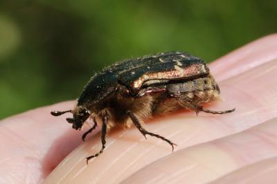 <i>Cetonia aurata</i>