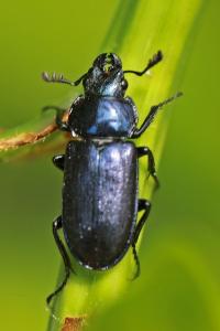 <i>Platycerus caraboides</i>