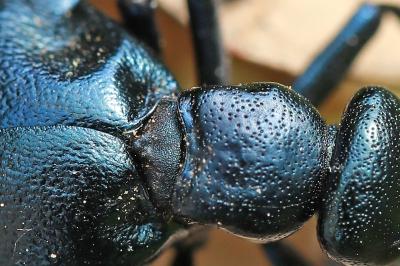 <i>Meloe violaceus</i>