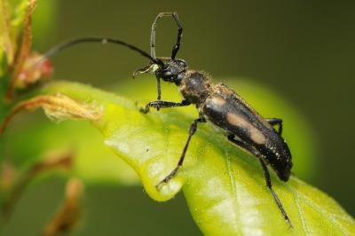 <i>Anoplodera sexguttata</i>