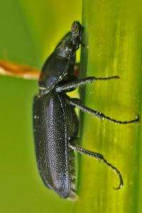 <i>Platycerus caraboides</i>