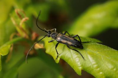 <i>Anoplodera sexguttata</i>