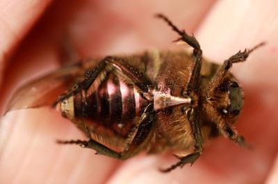 <i>Cetonia aurata</i>