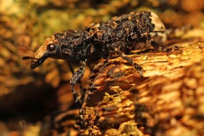 <i>Platyrhinus resinosus</i>