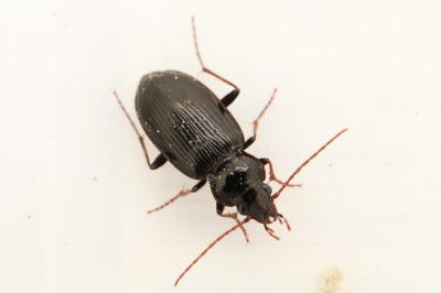 Nebria salina