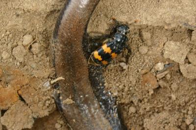 <i>Nicrophorus interruptus</i>