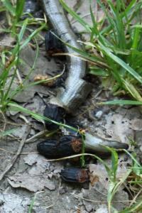 <i>Oiceoptoma thoracicum</i>