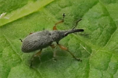 <i>Rhopalapion longirostre</i>