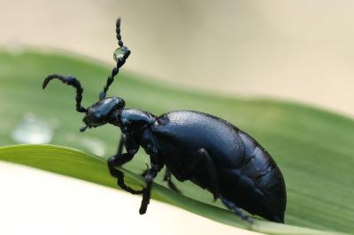 <i>Meloe violaceus</i>