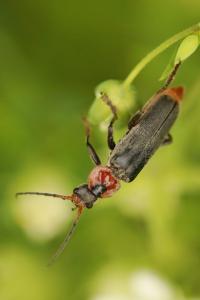 <i>Cantharis fusca</i>