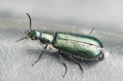 <i>Dasytes caeruleus</i>