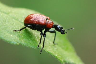 <i>Apoderus coryli</i>