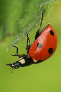 <i>Coccinella septempunctata</i>