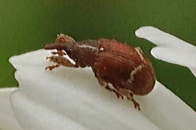 <i>Bradybatus fallax</i>