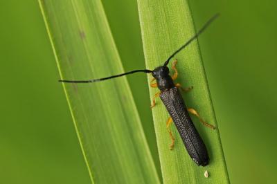 <i>Oberea linearis</i>