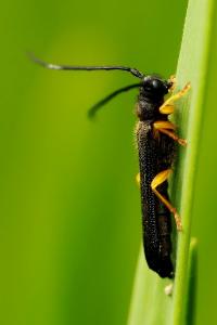 <i>Oberea linearis</i>
