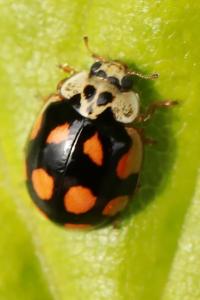 <i>Adalia decempunctata</i>