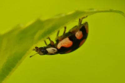 <i>Adalia decempunctata</i>