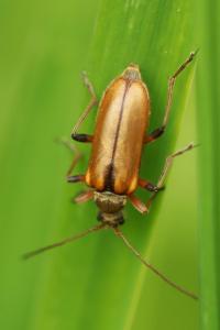<i>Cortodera humeralis</i>