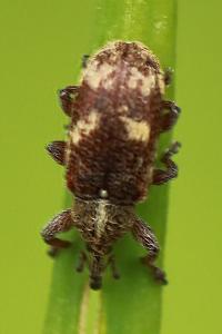 <i>Bradybatus kellneri</i>