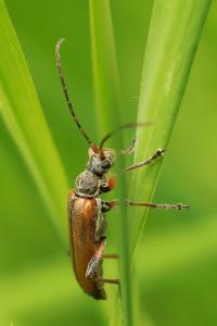 <i>Cortodera humeralis</i>