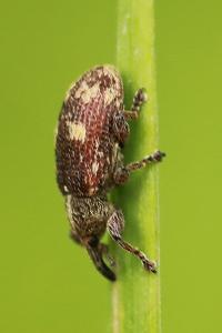 <i>Bradybatus kellneri</i>