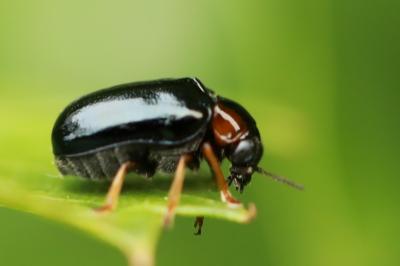 <i>Smaragdina aurita</i>