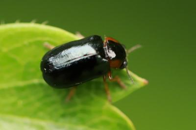 <i>Smaragdina aurita</i>
