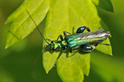 <i>Oedemera nobilis</i>
