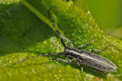 <i>Agapanthia cardui</i>