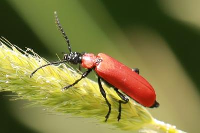 <i>Pyrochroa coccinea</i>