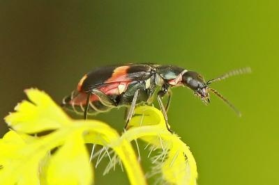 <i>Anthocomus fasciatus</i>