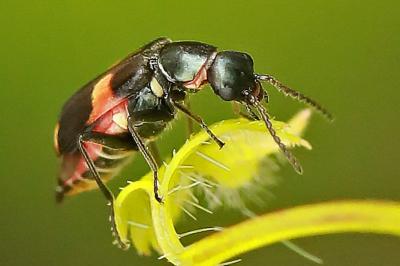 <i>Anthocomus fasciatus</i>
