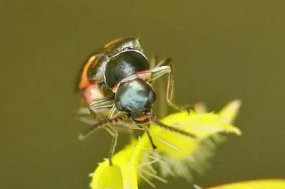 <i>Anthocomus fasciatus</i>