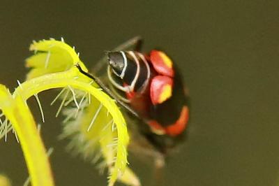 <i>Anthocomus fasciatus</i>