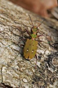 <i>Cicindela campestris</i>