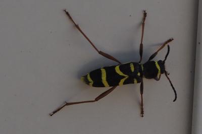 <i>Clytus arietis</i>