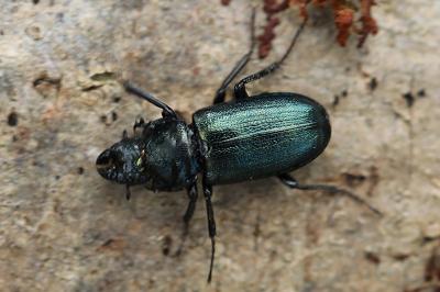 <i>Platycerus caraboides</i>