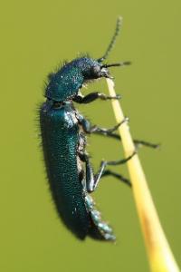 <i>Psilothrix viridicoerulea</i>