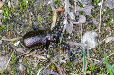 <i>Calosoma inquisitor</i>