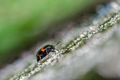 <i>Scaphidium quadrimaculatum</i>