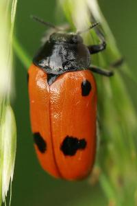 <i>Clytra quadripunctata</i>