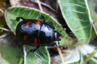 <i>Hister quadrimaculatus</i>